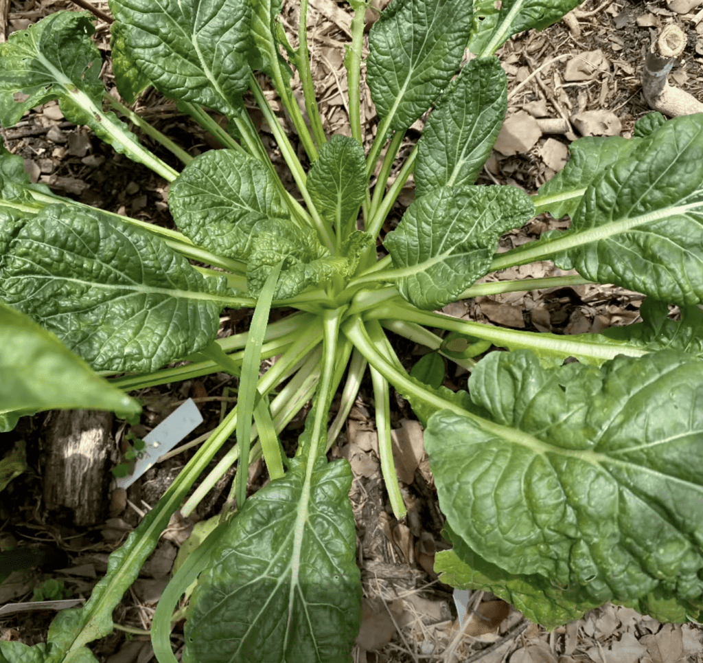 heat tolerant greens